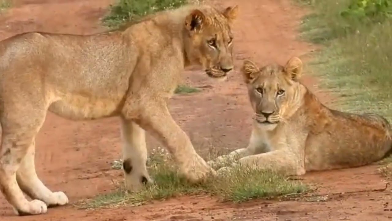 It's play time | lion kids | #wildlife #safari#southafrica 