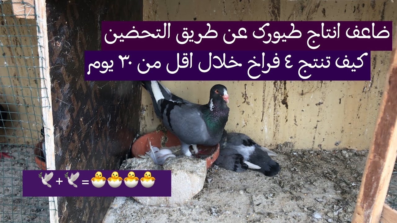 زيادة الانتاج || الطريقة الصحيحة لزيادة انتاج الحمام 😍
