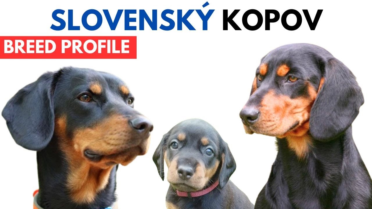 Slovenský kopov Breed Profile History - Price - Traits - Slovakian Hound Grooming Needs - Lifespan