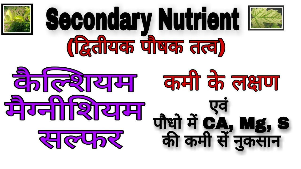 पौधों में Calcium,Magnecium एवं Sulphur की कमी कें लक्षण क्या हैं। Deficiency Symptoms of Ca,Mg,S