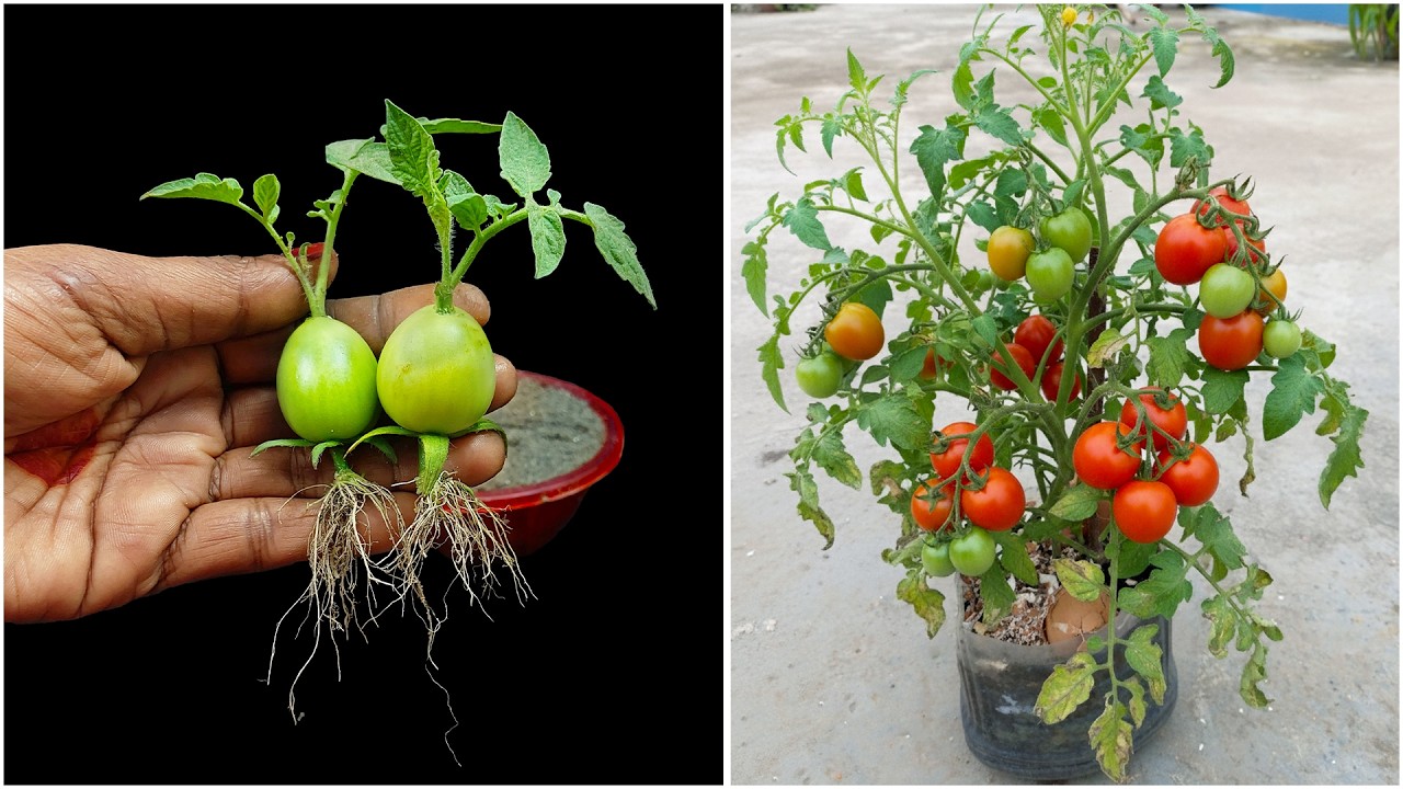 Growing tomato plant at home | Step-by-step technique explained