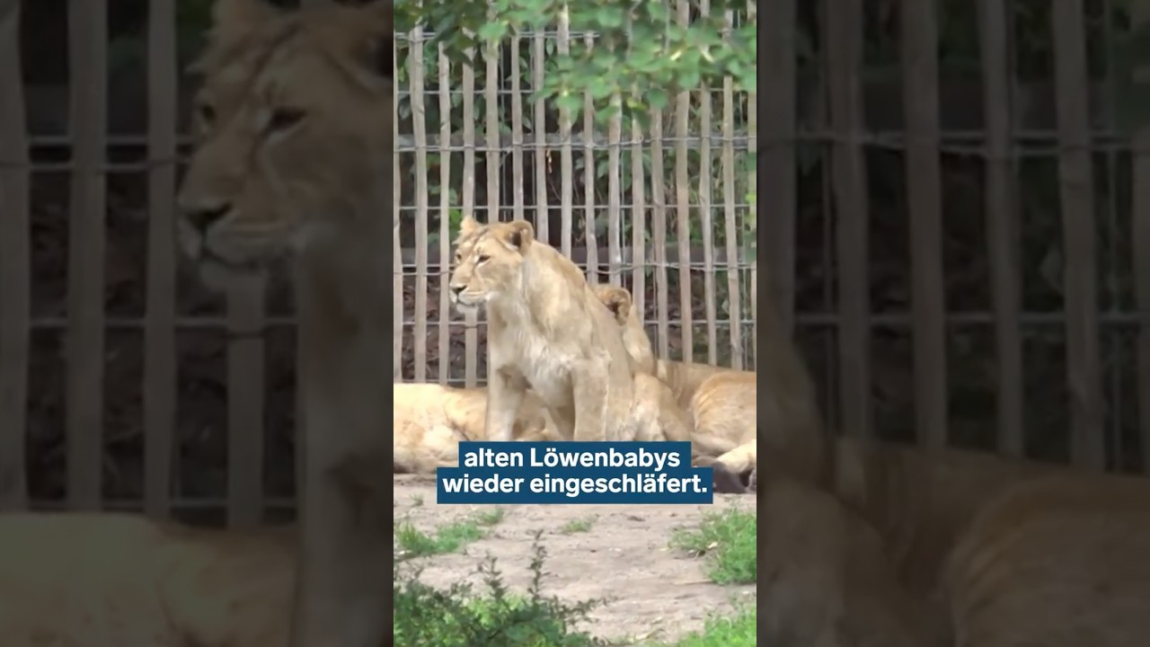 Kölner Zoo tötet 2 Löwenbabies 😡🦁