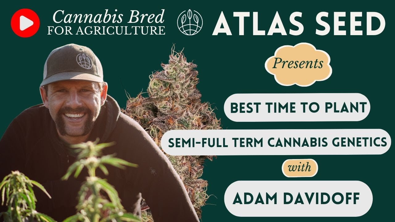 When to plant feminized fast flowering - Semi full terms - Cannabis Grow Guide - August 30th 22'