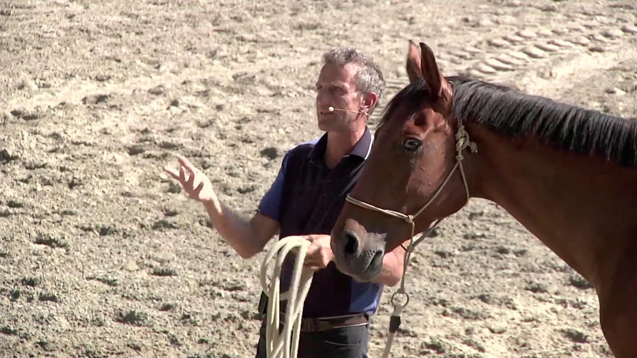 Lavoro cavallo difficile - Luca Moneta
