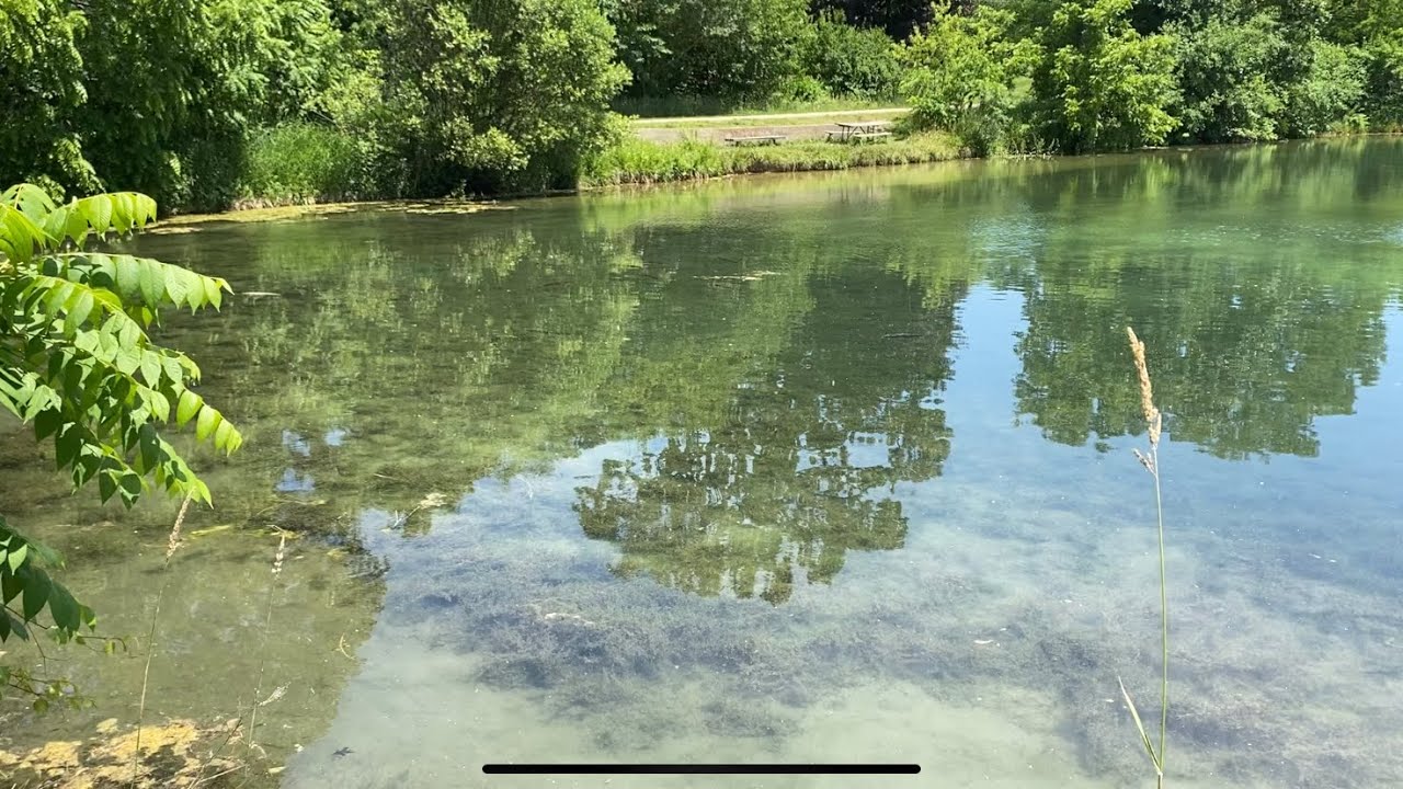 Koi Pond (Cyprinus rubrofuscus)