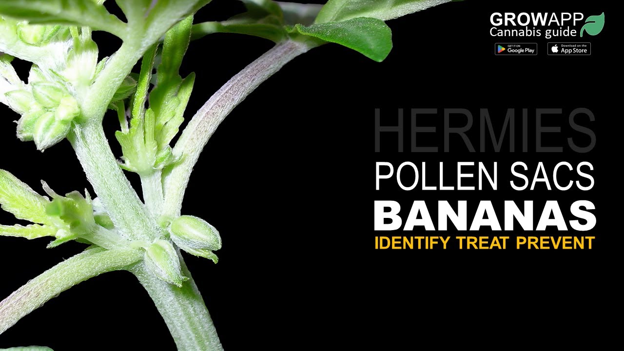 Hermies, Pollen Sacs, and Bananas | Identify, Treat, Prevent