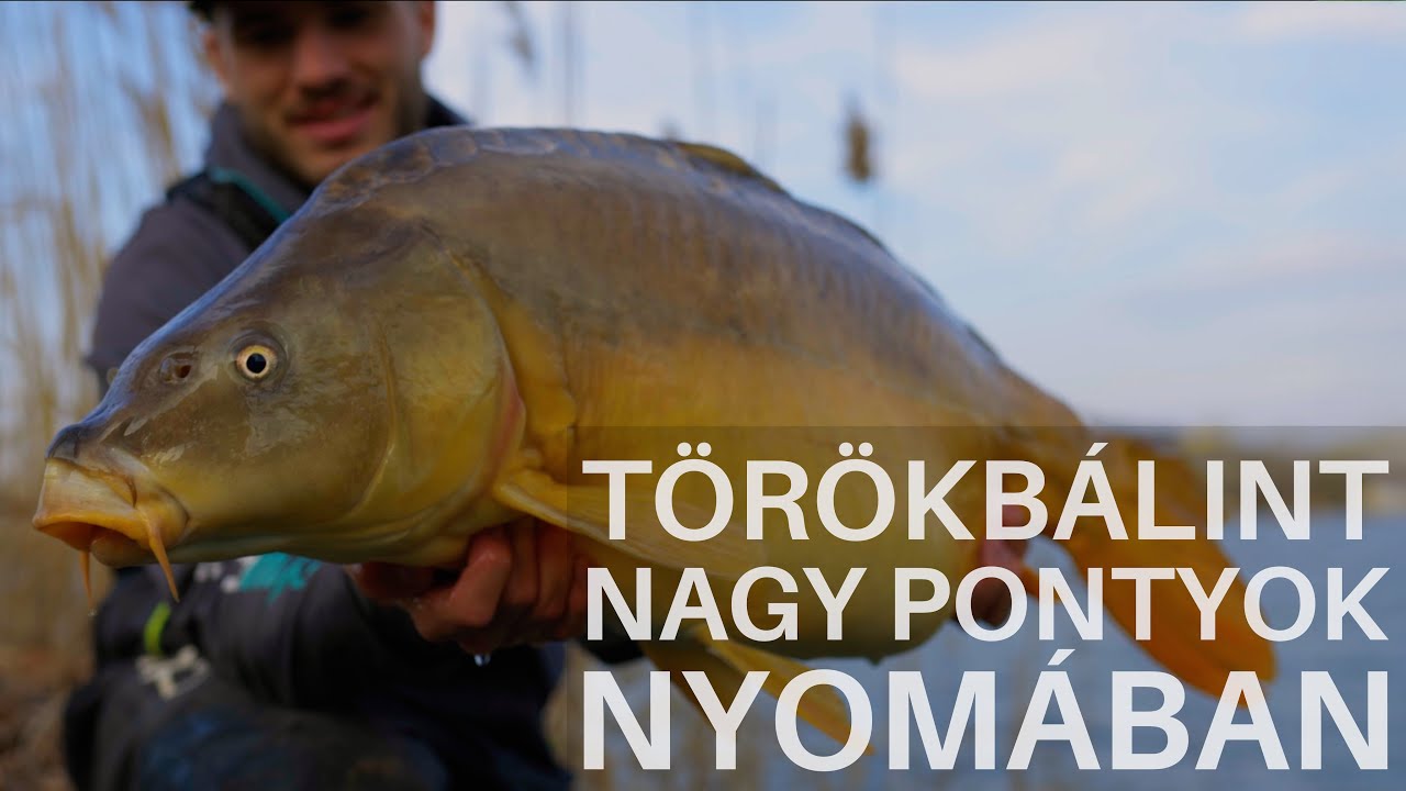 Törökbálint - Nagy pontyok nyomában