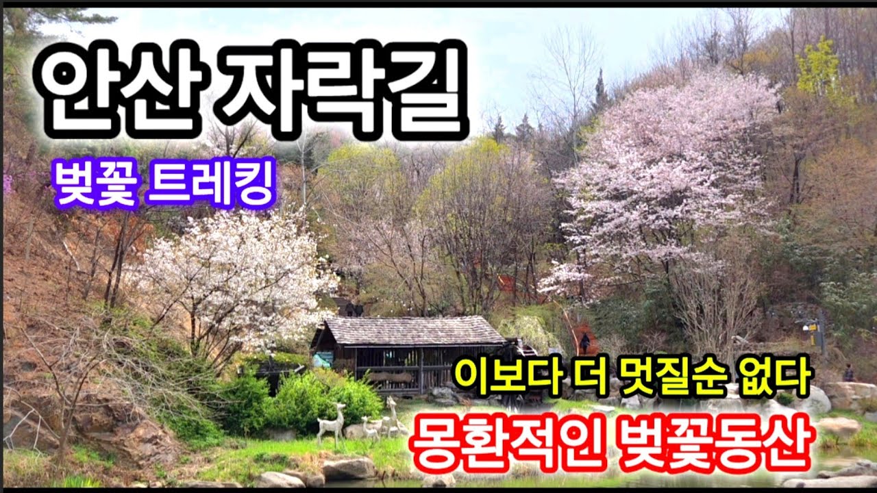 지하철 5분 | 구름이 떠 있는 듯한 벚꽃 동산 | 진달래 개나리의 멋진 하모니.!!  | #안산자락길 #벚꽃트레킹 