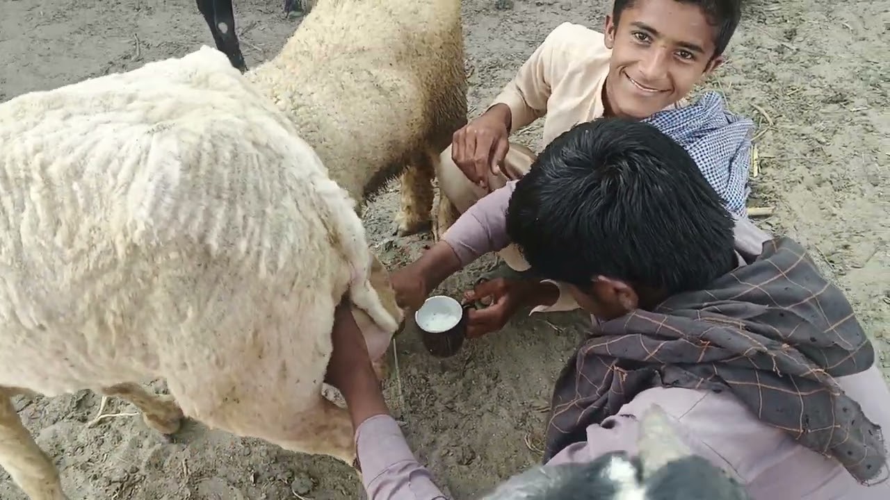 Chae bakri ki