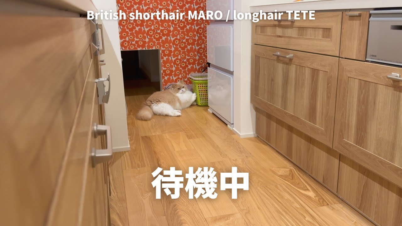 新しい猫ハウス/もめてる猫たち/絶対袋に入りたい猫 【ブリティッシュロングヘア】【ブリティッシュショートヘア】