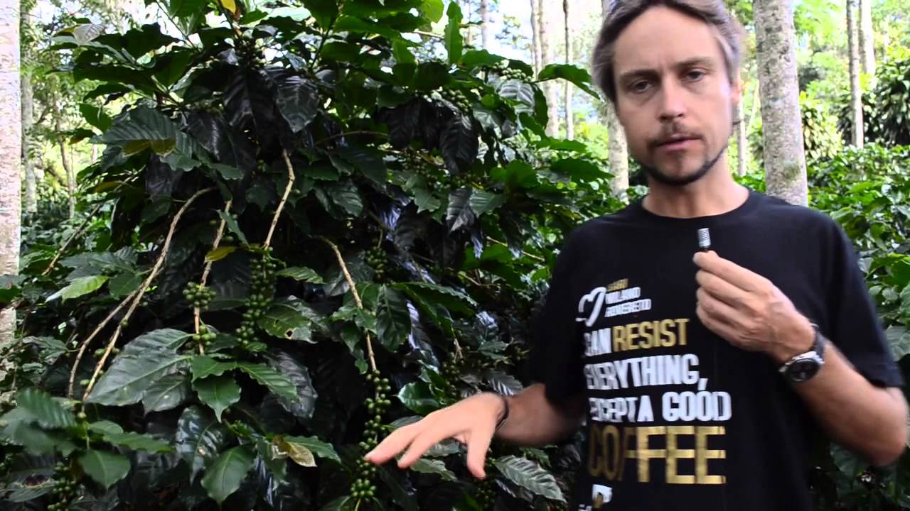 BARISTA & FARMER - Andrej Godina spiega dalla coltivazione le differenza tra gli Arabica