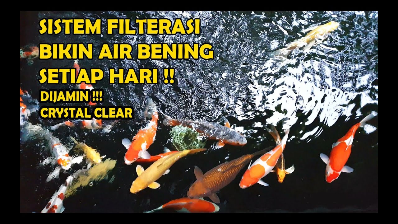 SISTEM FILTERASI KOLAM KOI AIR BENING SETIAP HARI | AIR SEHAT IKAN KOI PUN SELALU SEHAT