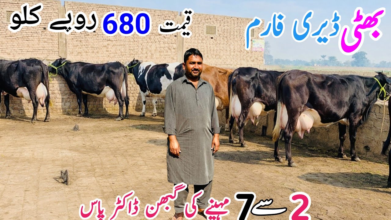 680 Rupees Per Kg 🔥 | 2–7 Month Pregnant Doctor Pass Cows | Bhatti Dairy Farm Punjab