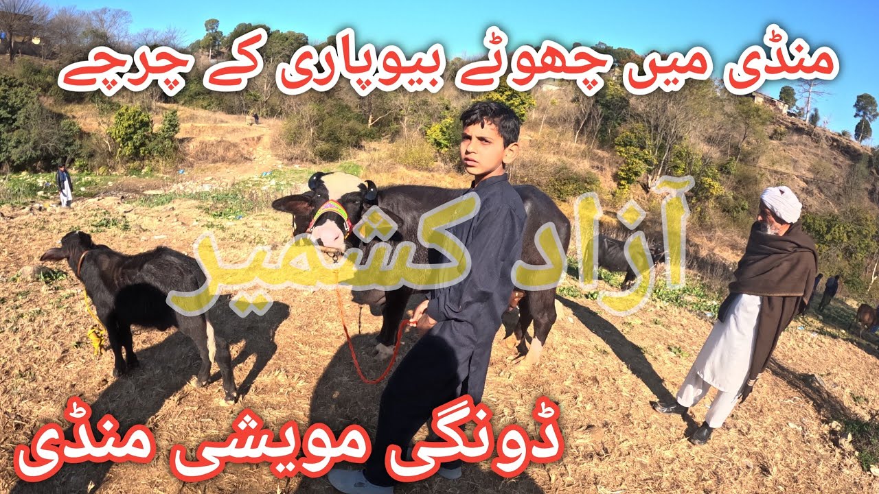 Price of animals from the largest animal market of AJK || Dongi muvashi mandi #cattle 