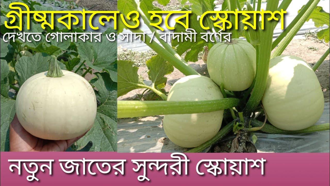 স্কোয়াশ চাষ পদ্ধতি। গ্রীষ্মকালীন  নতুন জাতের স্কোয়াশ চাষ।