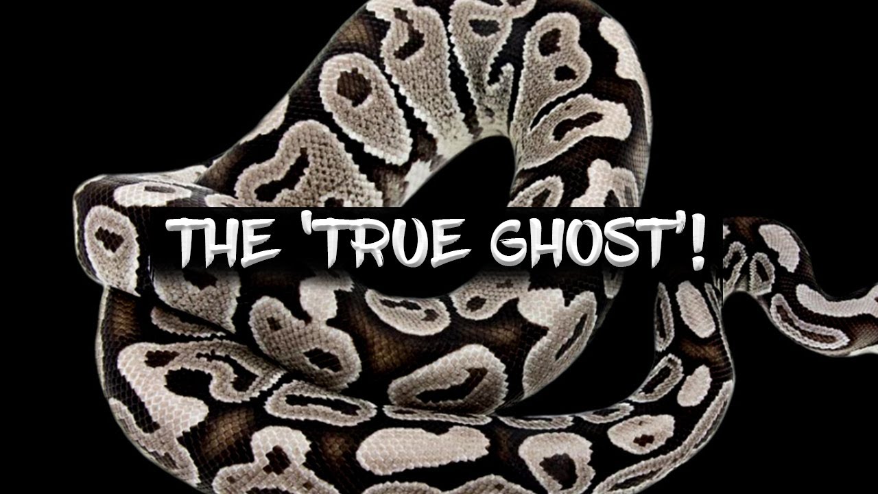 How to Make a 'True Ghost' Ball Python!