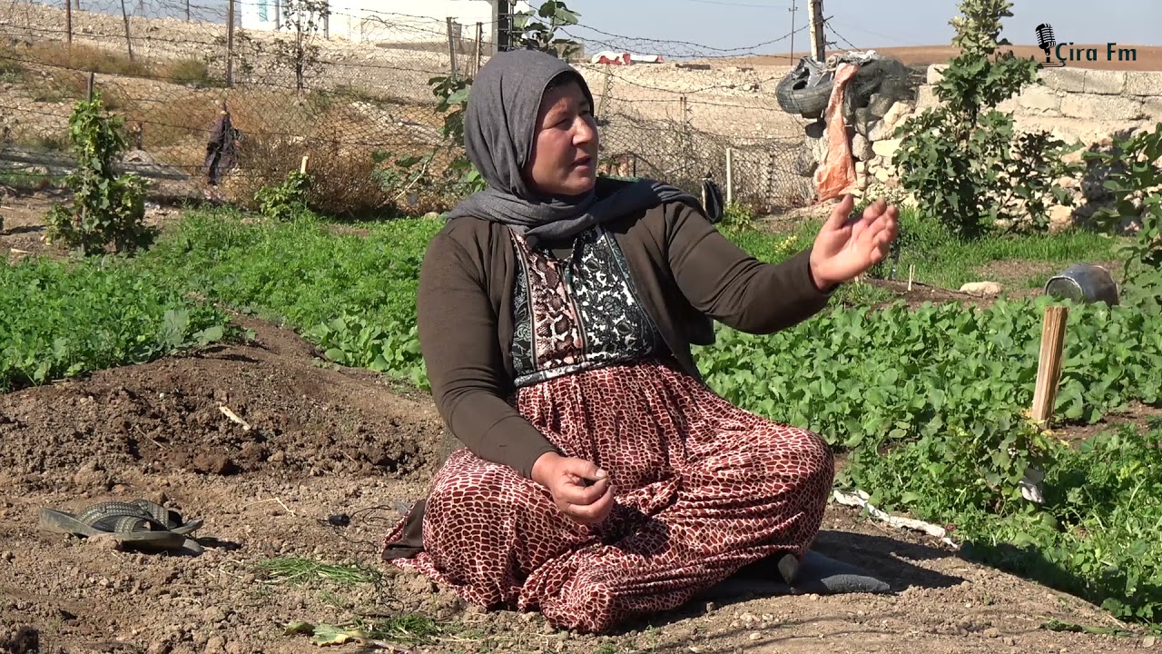çîroka jiyana dayika  Êydê Berekat ya ji Gund Borik ya Şingalê