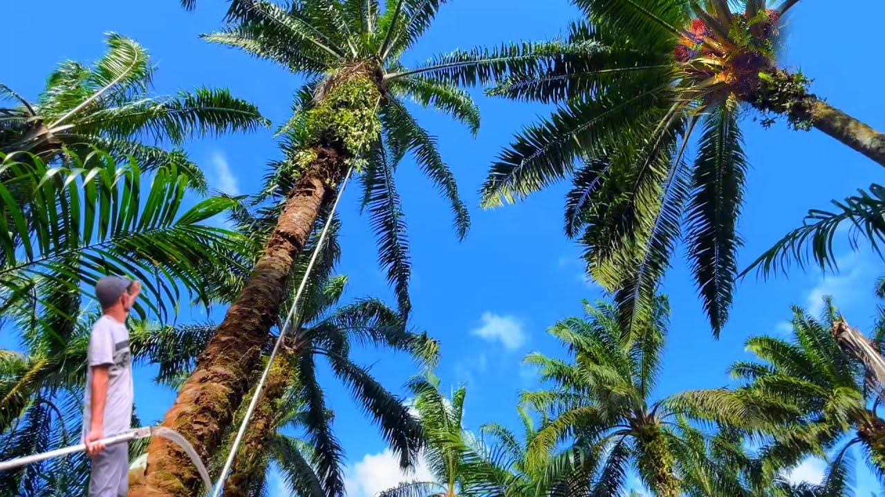 Paling jengkel panen kelapa sawit pokok tinggi plepahnya lebar ada pokok sulam 