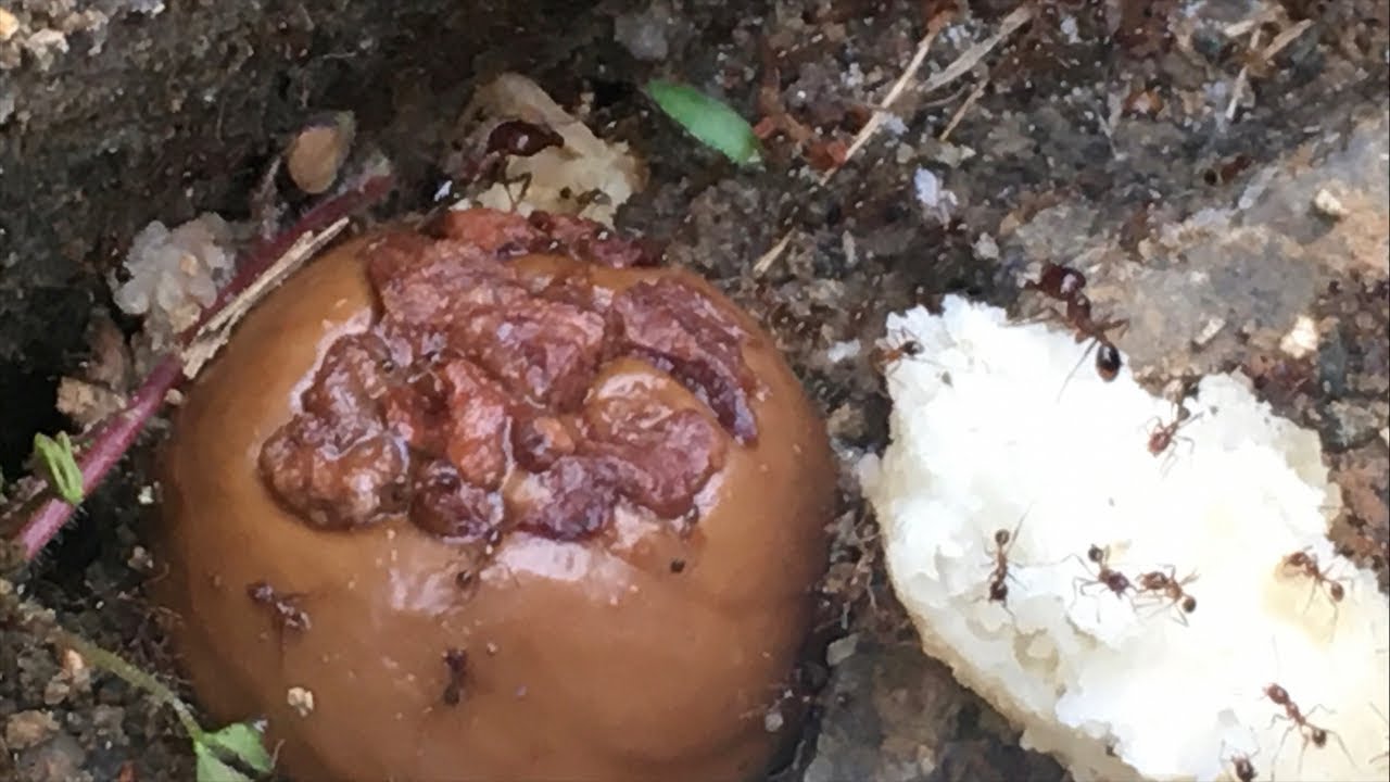 Grass ants eat candy