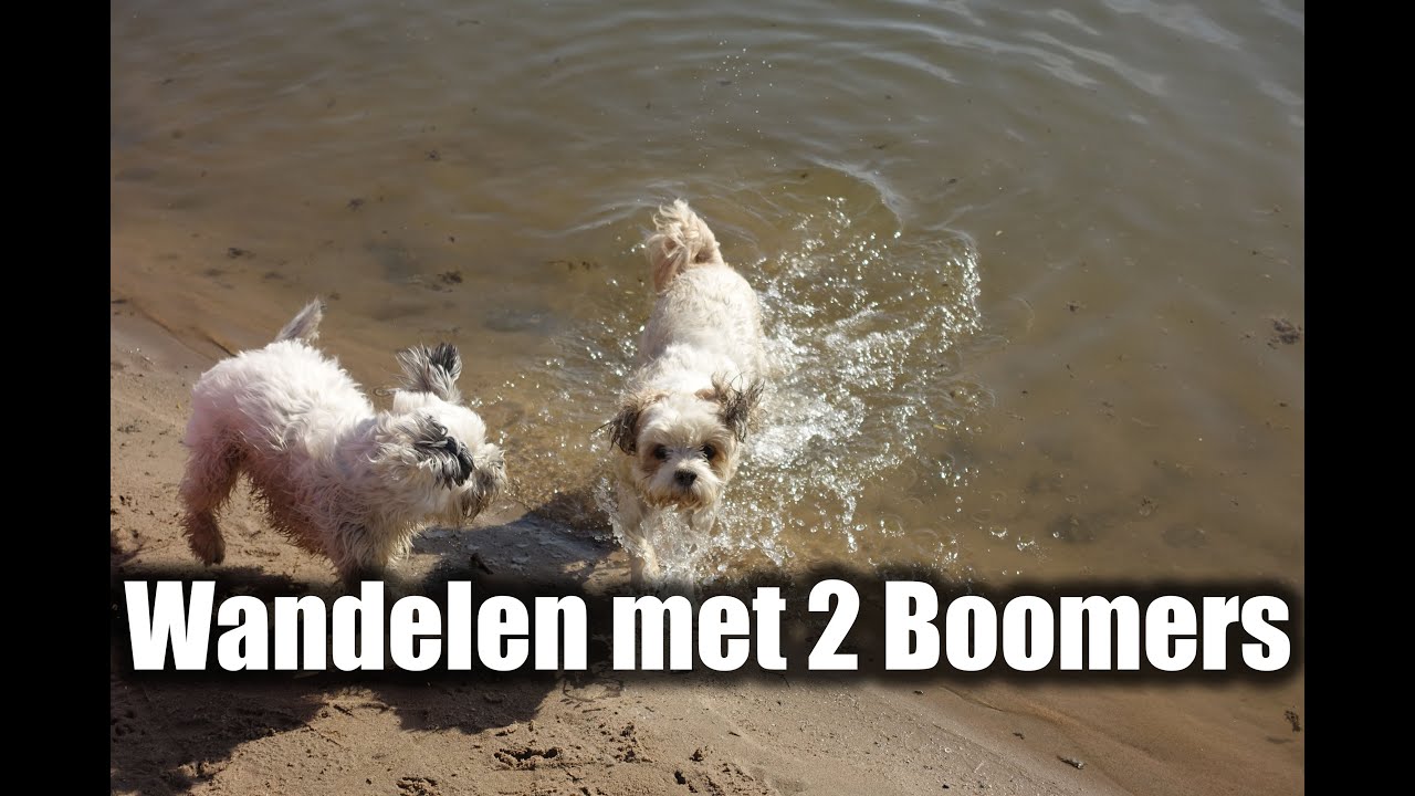 Boomer hondjes aan de ijssel