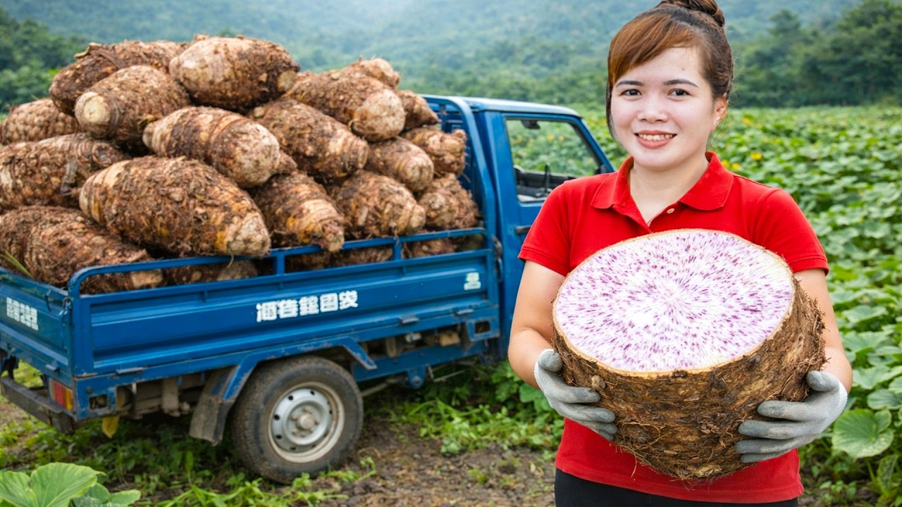CEO Girl Harvesting 1000+ Fresh Taro Goes To Market Sell - 72 Hours of Country Life Experience