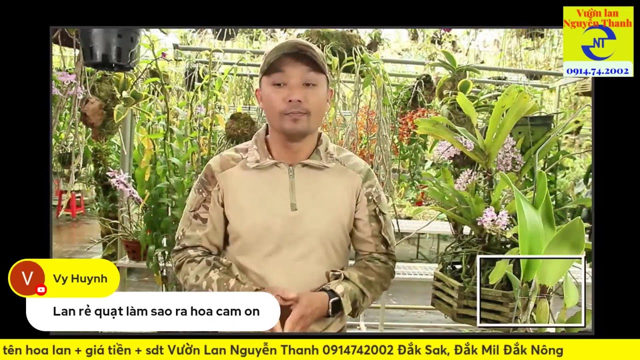 Ngọc điểm (Nginh xuân, đai châu)  ra hoa vàng lá và cách khắc phục
