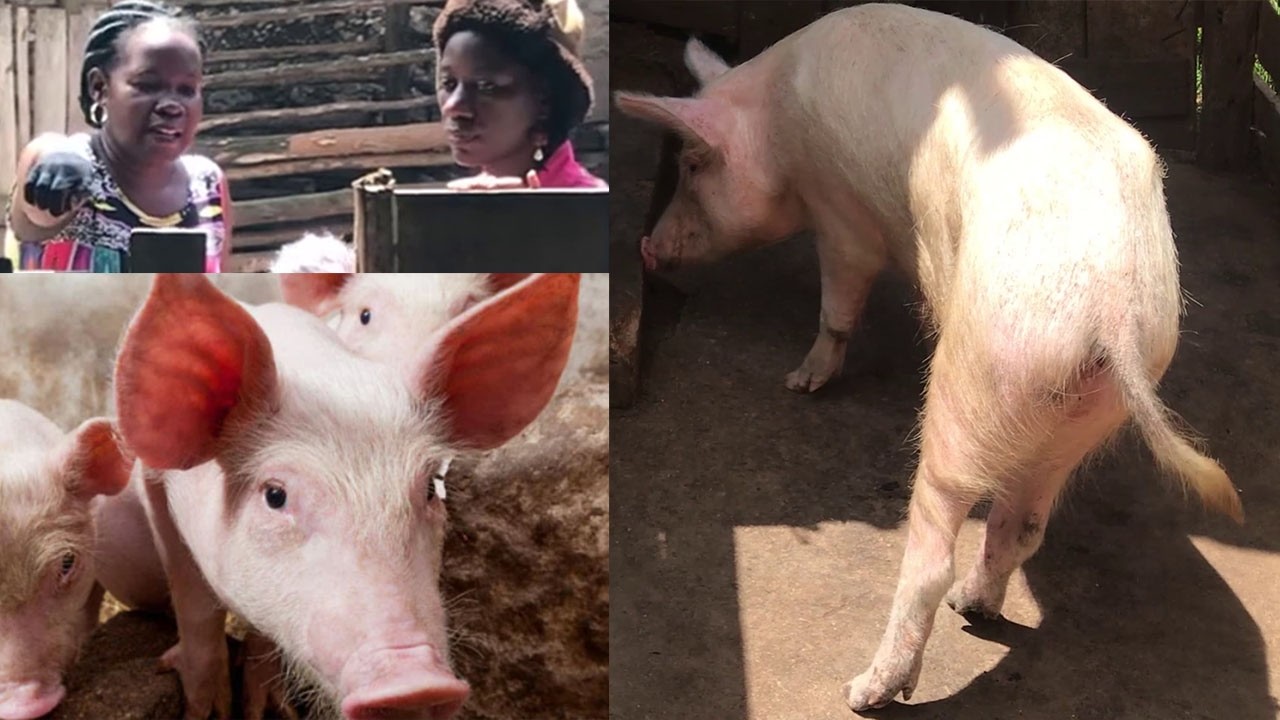 Pig Farming in Uganda - Ensure pig health, maximize growth performance, and maintain profitability
