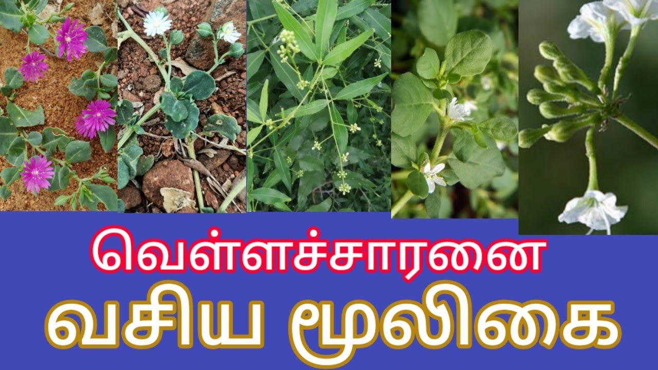 மிளகு சாரணை வெள்ளை சாரணை மூக்கரட்டை மகாசக்தி சாரணை சீமை மூக்கிரட்டை  வெள்ளைச் சாறு வேளை மிளகு அரணை