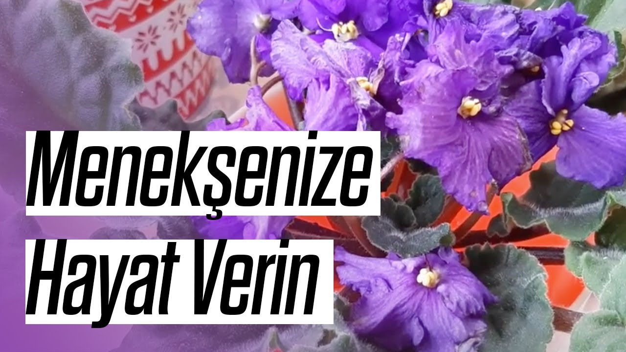 Menekşe Kurtarma Operasyonu 🌺 Yaşlanmış Menekşenize Hayat Verin!