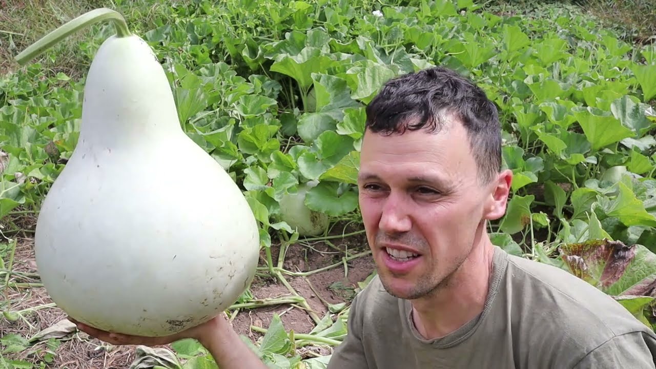 Part 1: Growing Banjo Gourds