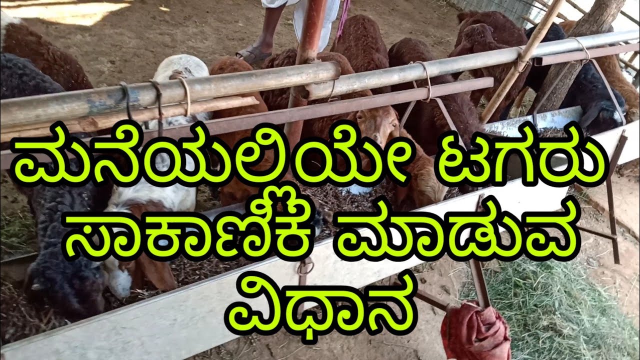 ಮನೆಯಲ್ಲಿಯೇ ಟಗರು ಸಾಕಾಣಿಕೆ ಮಾಡುವ ವಿಧಾನ  #goatfarmingkannada#kurisakanike#tagaru sakanike#mekesakanik