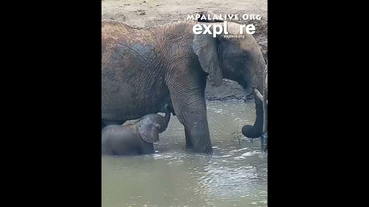 Wildlife at www.mpalalive.org #conservationeducation #wildlife #birds #earthday25 #africa #elephant