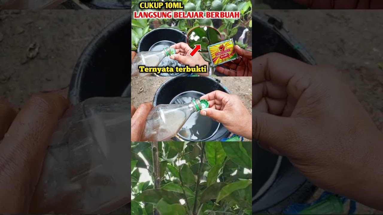 Pupuk perangsang buah video selengkapnya 👇🏻