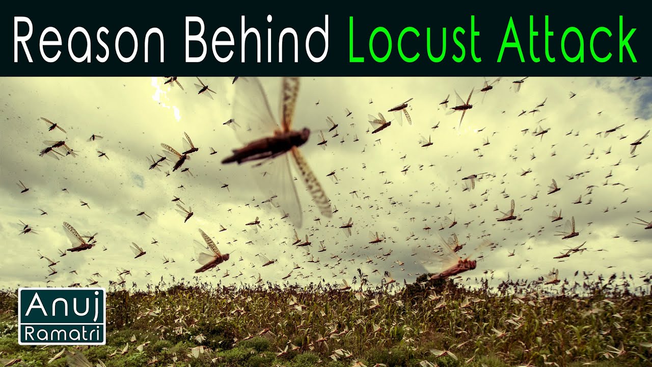 Reason Behind Locust Attack  | Anuj Ramatri | An EcoFreak