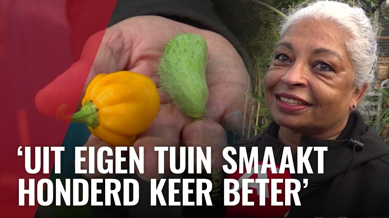 Tuinders kweken Surinaamse groenten in Osdorp