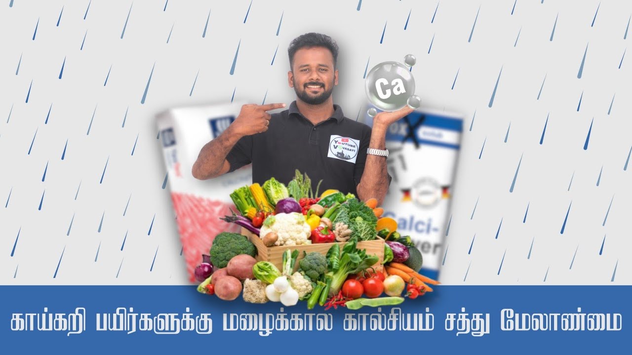 rainy days Calcium management - மழைக்காலத்தில் CN கொடுத்தால் அழுகல் வரும் -கொடுக்கலனா மகசூல் கெடும்?