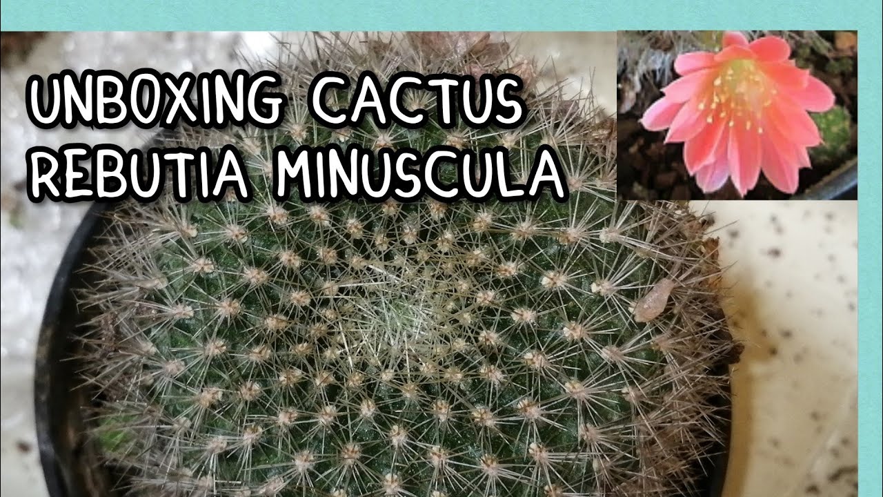 UNBOXING Rebutia minuscula Cactus Plant with bonus fruit, seeds, & seedlings