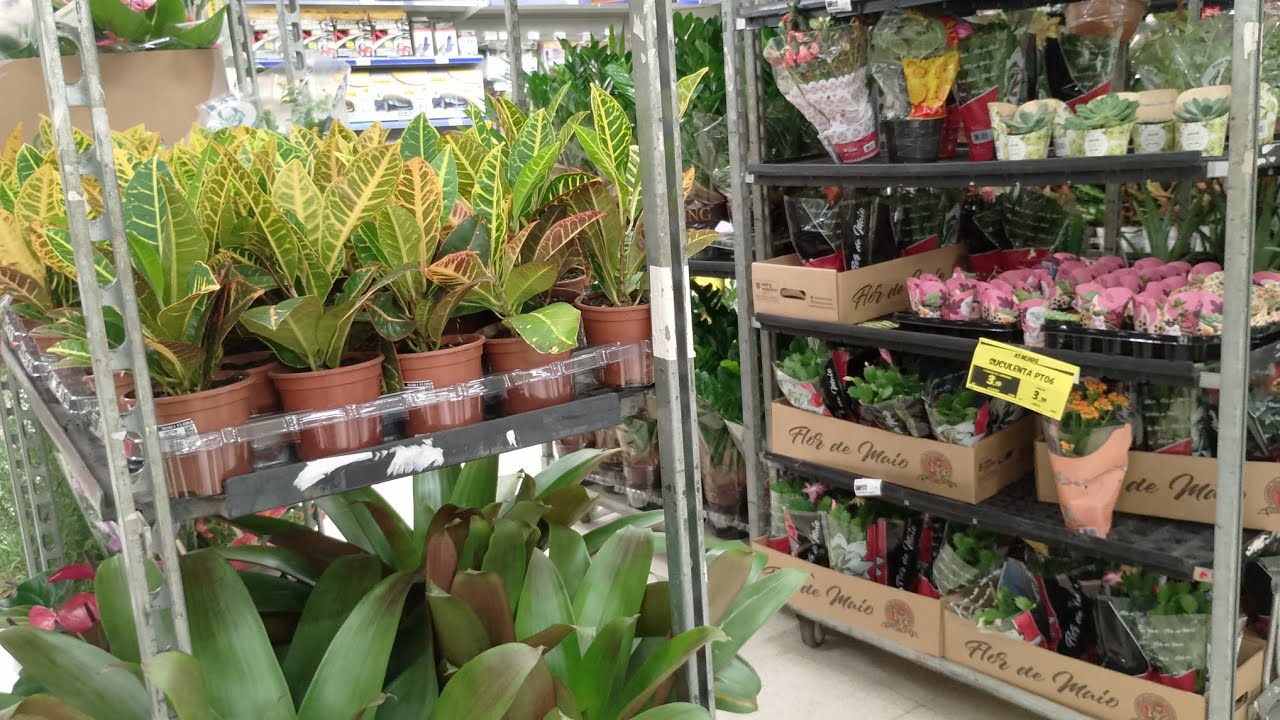 #Plantas no CARREFOUR Norte Shopping RJ #croton#bromelia#roseira passa lá 