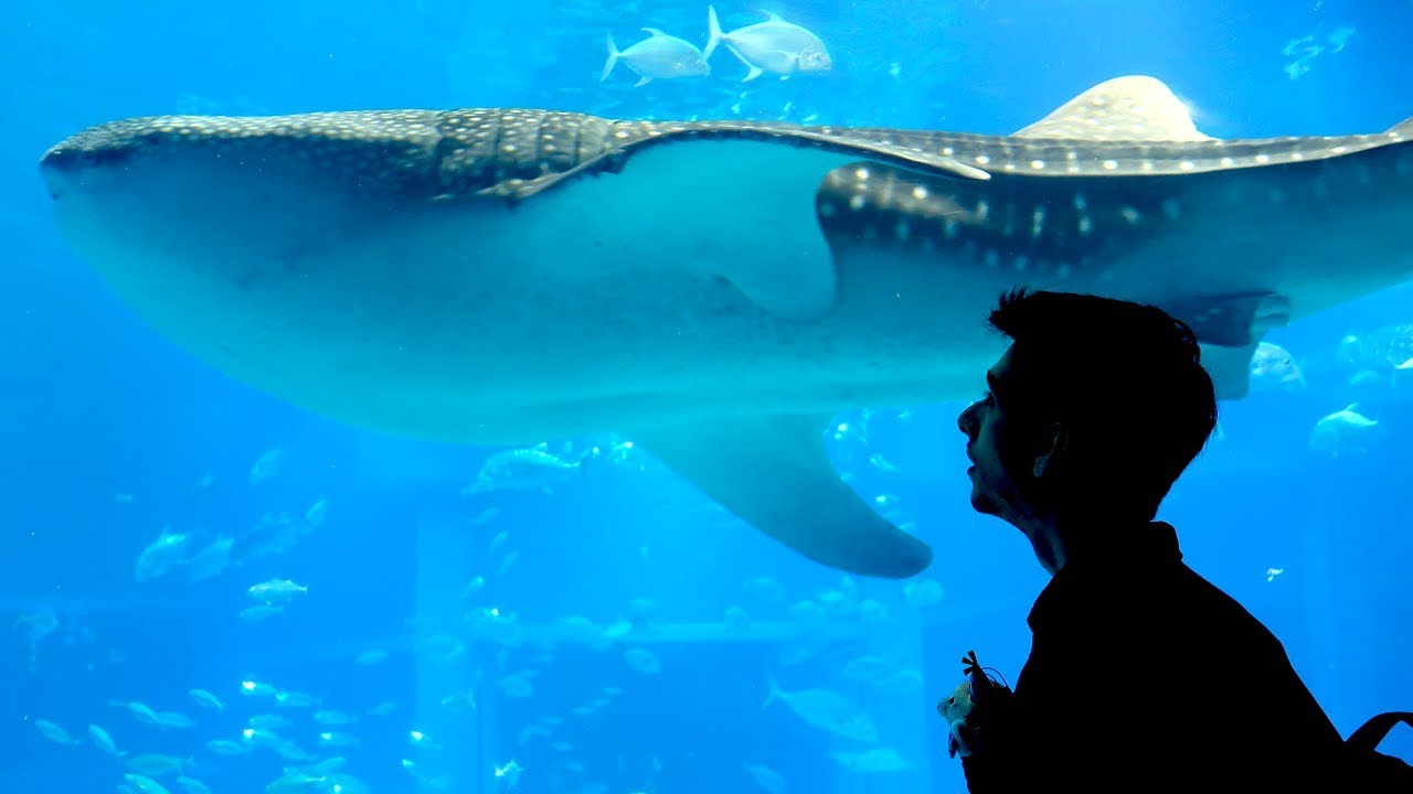 The BIGGEST shark in Captivity! - Osaka Aquarium 海遊館