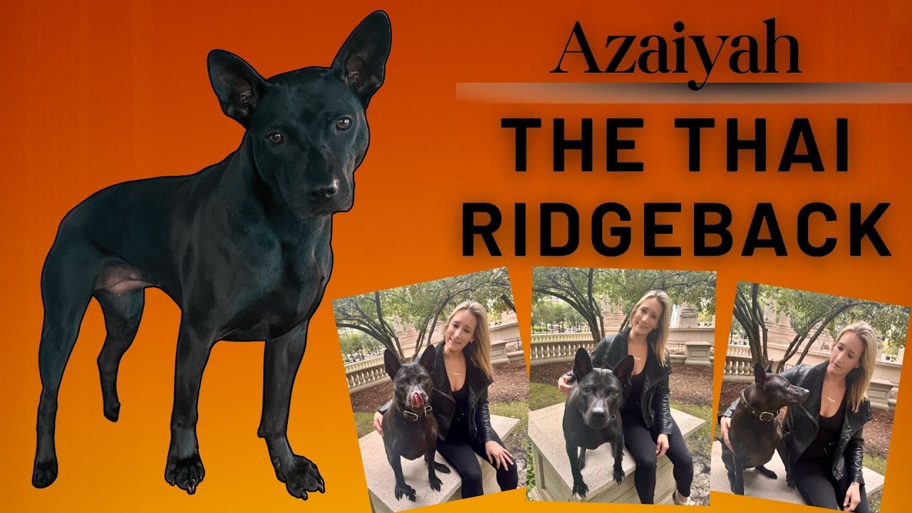 Azaiyah - The Thai Ridgeback
