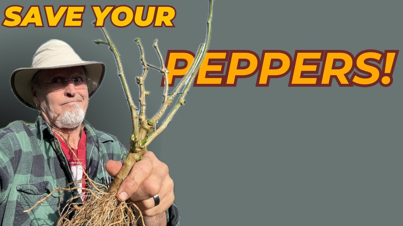 “Dig It, Cut It, Save It! Overwintering My Favorite Habanero Plant”