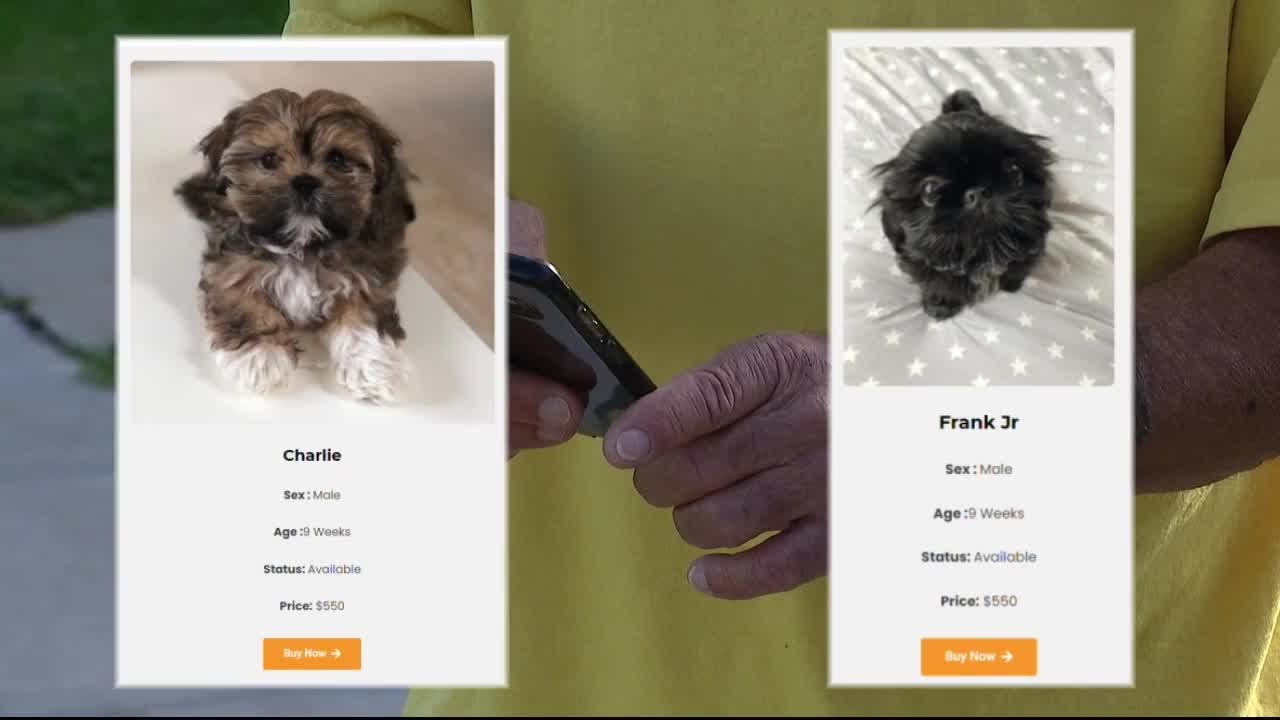 Troy man scammed out of thousands in Shih Tzu puppy scam