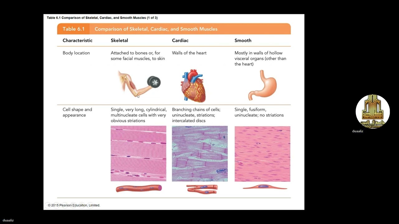 skeletal muscle introduction