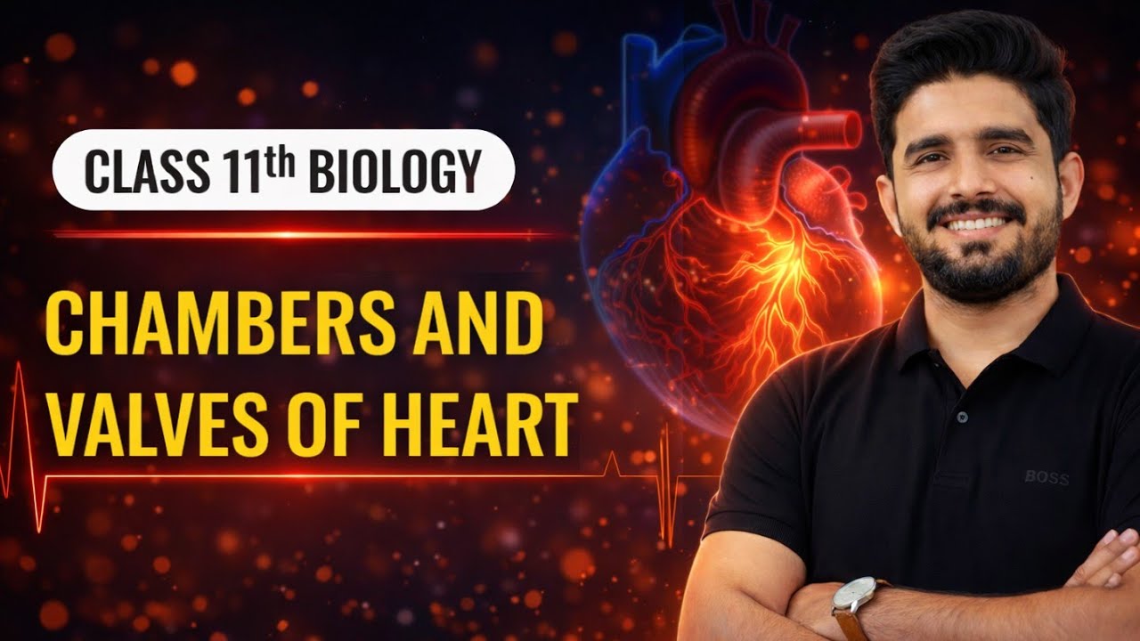 Chamber and Valves of Heart | Human Circulatory System | 11th class Biology | Ch 11 | Smart Syllabus