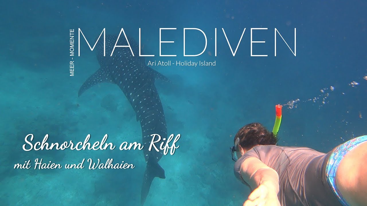 Malediven - Schnorcheln am Riff mit Haien, Walhaien, Oktopus Papageienfisch Drückerfisch und mehr ..