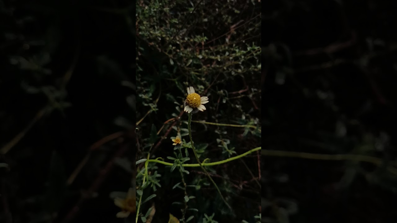 Wild Flower Elegance#shorts #viral #youtubeshorts#trending#short #shortvideo#youtube#ytshorts #video