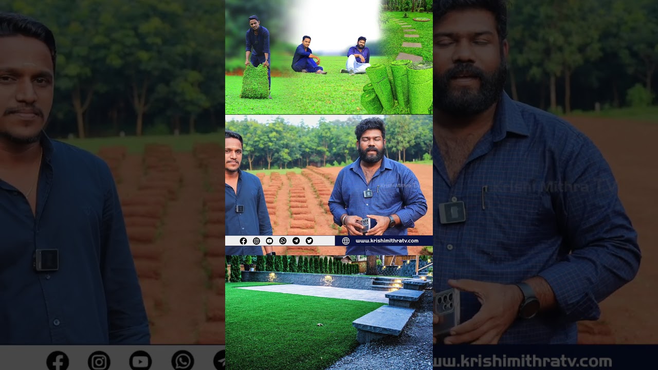 ഒരിക്കലും നശിക്കാത്ത പേൾ ഗ്രാസ് ഷീറ്റുകൾ | വെറും 15 രൂപയ്ക്ക് #pearl #grass #landscape