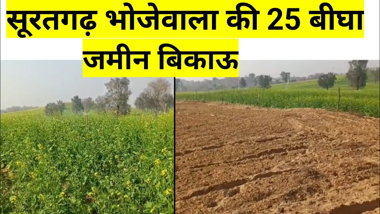 सूरतगढ़ भोजेवाला की25 बीघा जमीन बिकाऊ।Suratgarh ki bikau jameen|#rajsthanproperty #land #agriculture