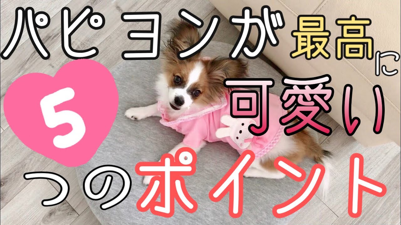2020年 飼ってみてわかった【パピヨンが可愛い】ポイント5選😊