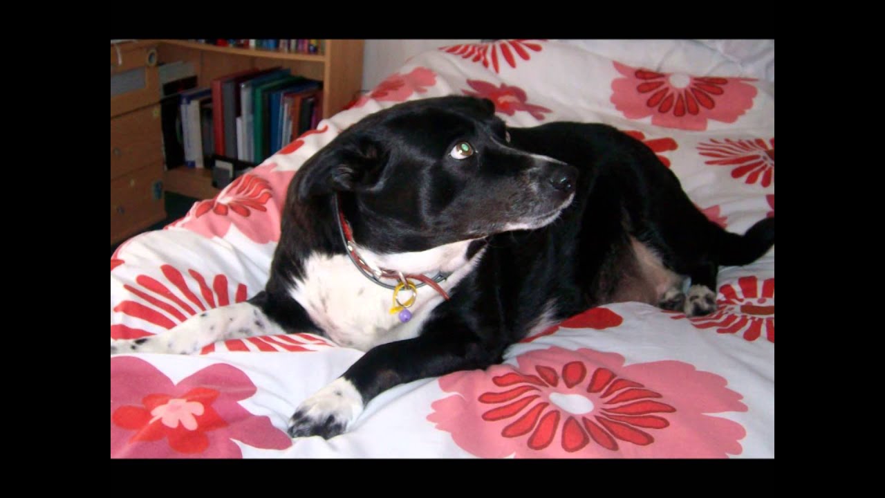 MY DOG ASHA'S TRIBUTE   2004 - 2012    R.I.P